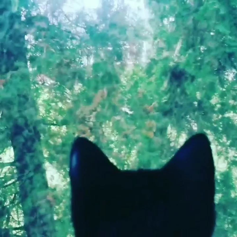 Meet your Posher, Jupiter